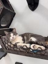 Valentine, ADOPTABLE, Adult Male Domestic Short Hair.