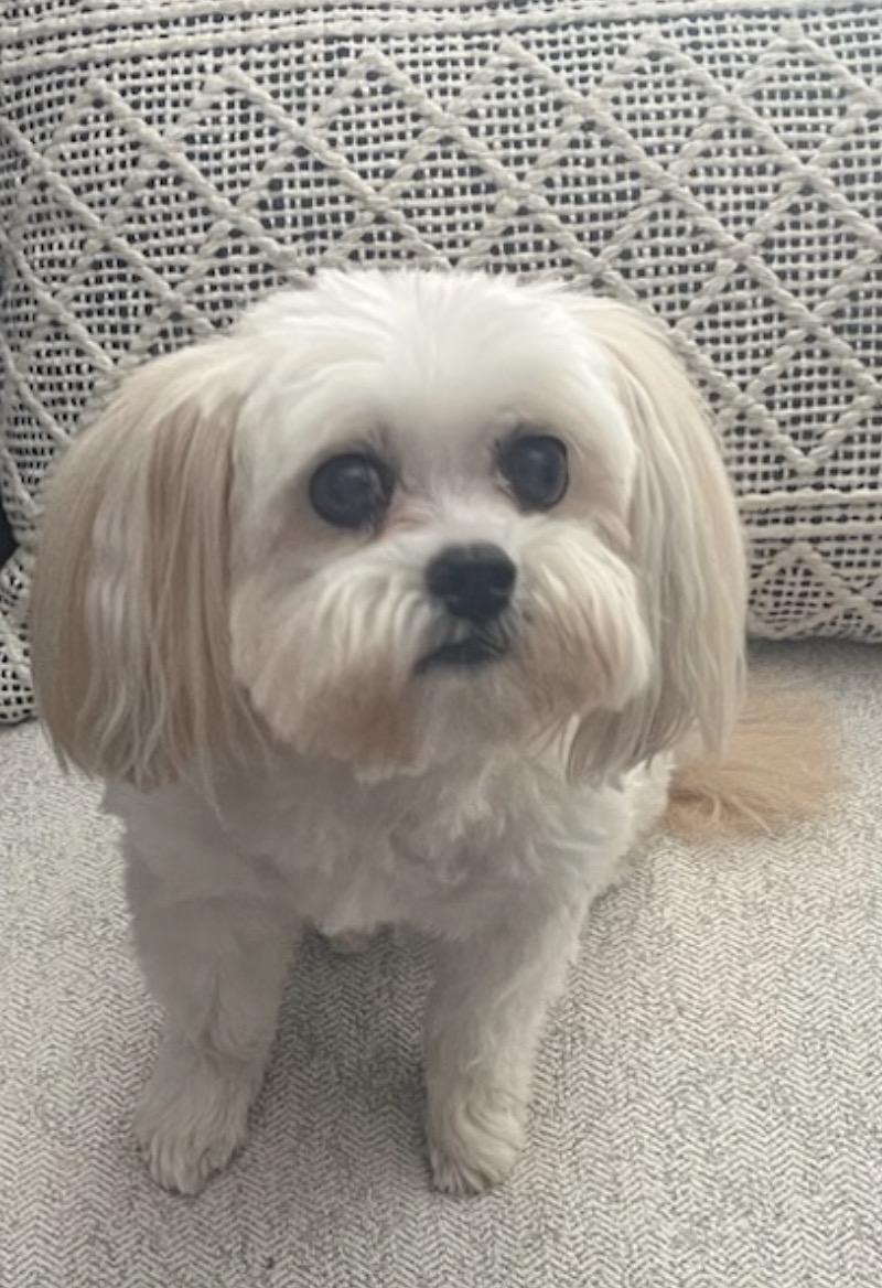 Carrie, ADOPTABLE, Senior Female Shih Tzu.
