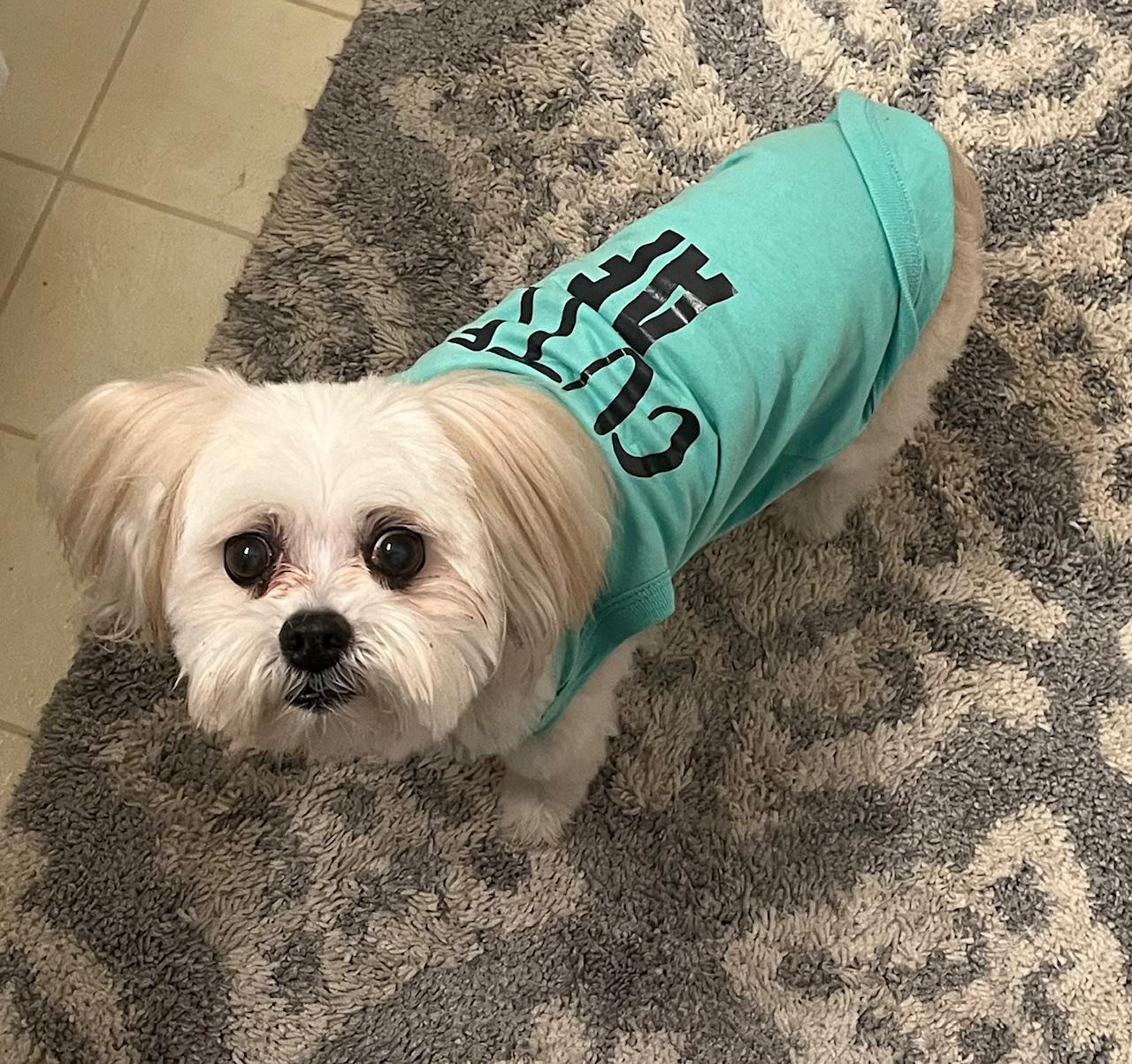 Enlarge Carrie, a ADOPTABLE Shih Tzu in Frederick, MD image 2/2