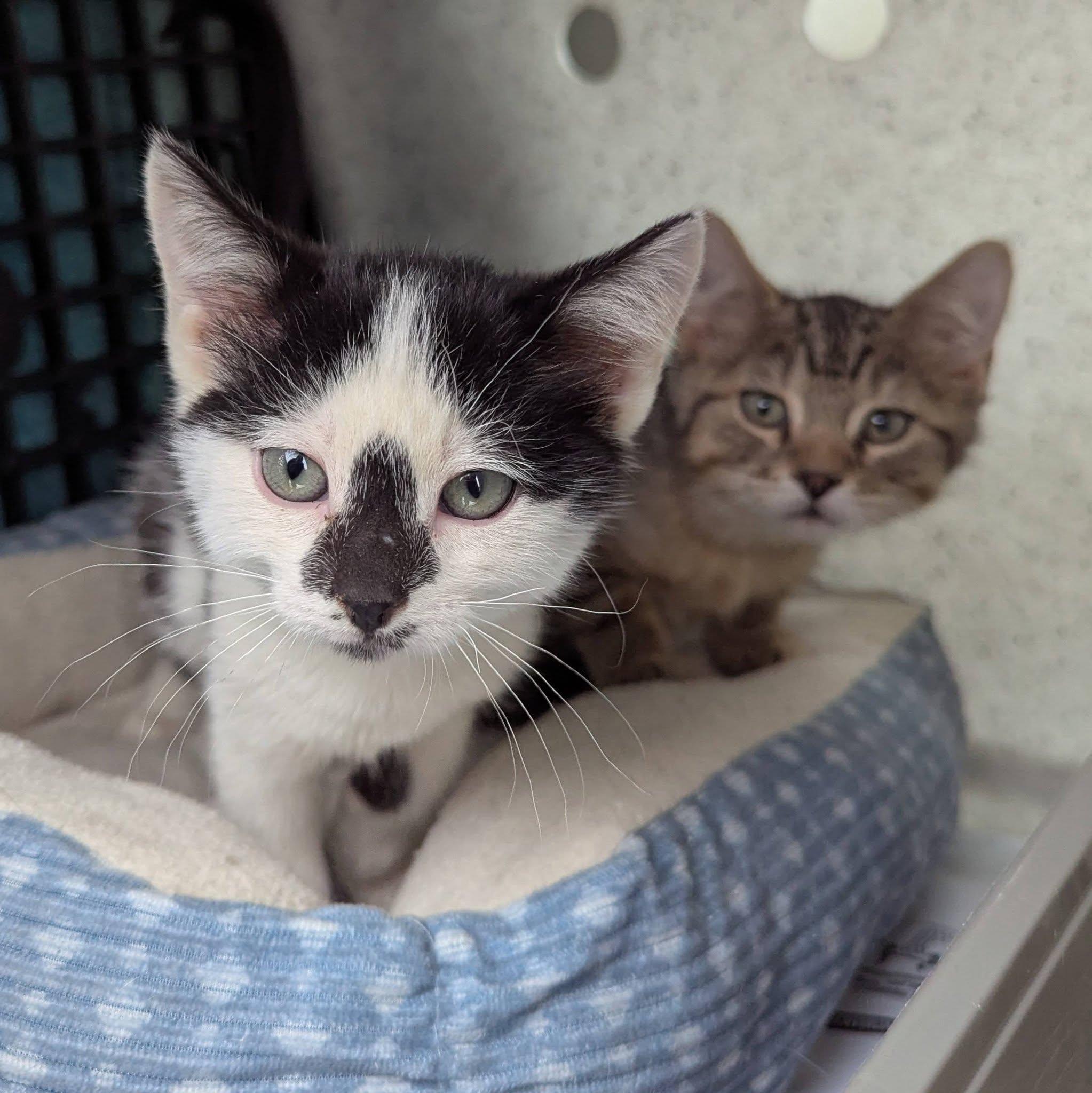 Enlarge Jacob, a Adoptable Domestic Short Hair in Little Falls, MN image 1/2