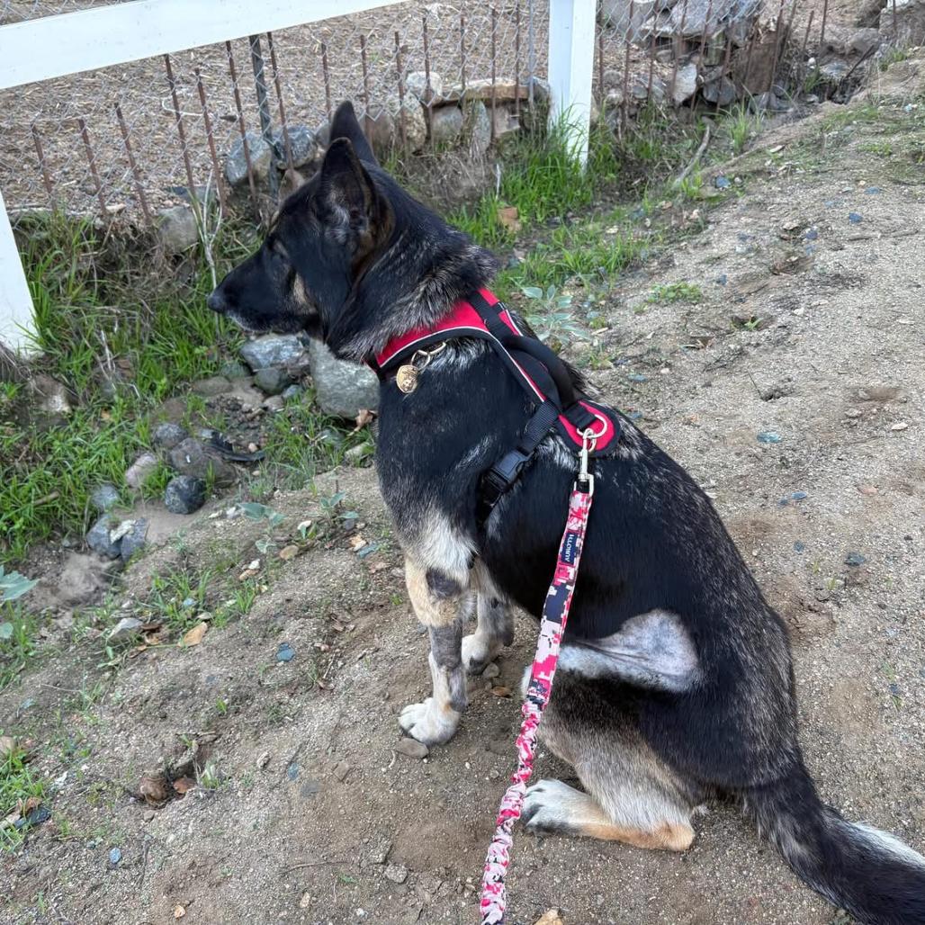 Enlarge Tudee, a Adoptable German Shepherd Dog in Escondido, CA image 1/2