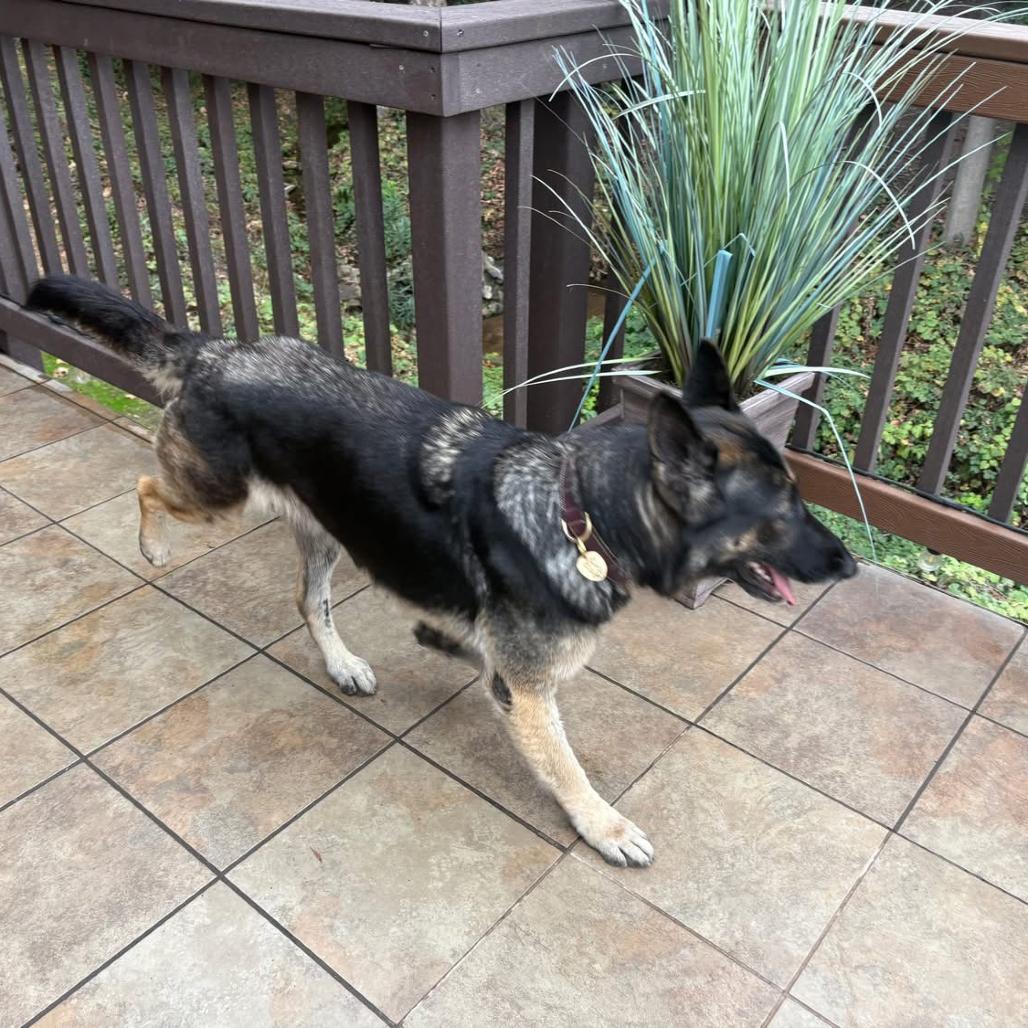 Enlarge Tudee, a Adoptable German Shepherd Dog in Escondido, CA image 2/2