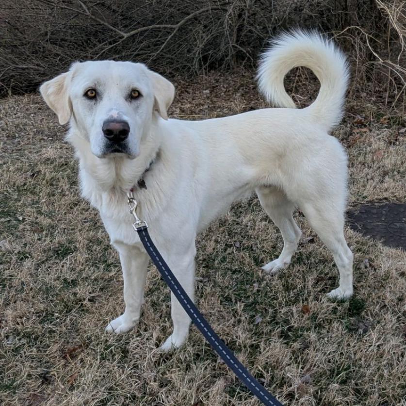 Bear, a Adoptable Labrador Retriever in La Grange, KY image 3/6