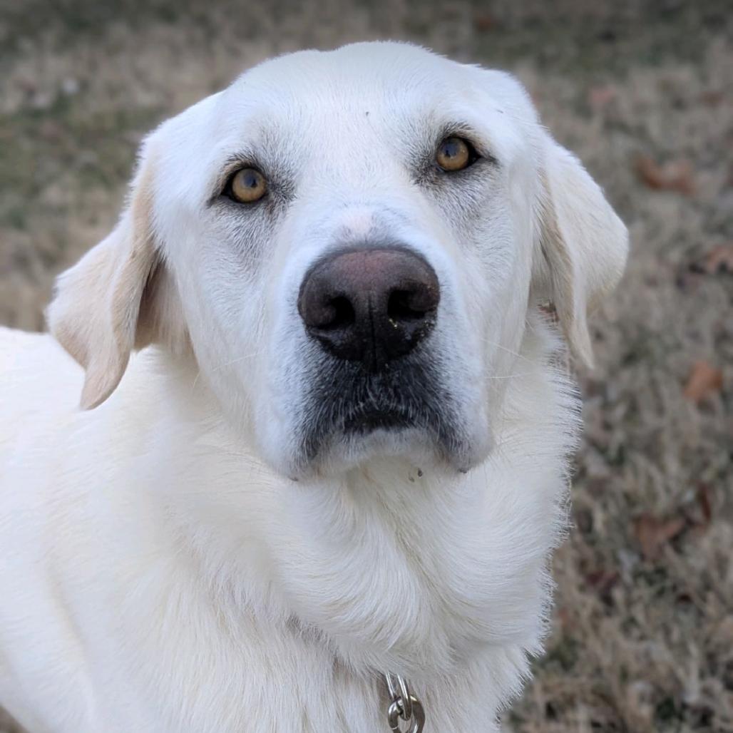 Bear, a Adoptable Labrador Retriever in La Grange, KY image 4/6