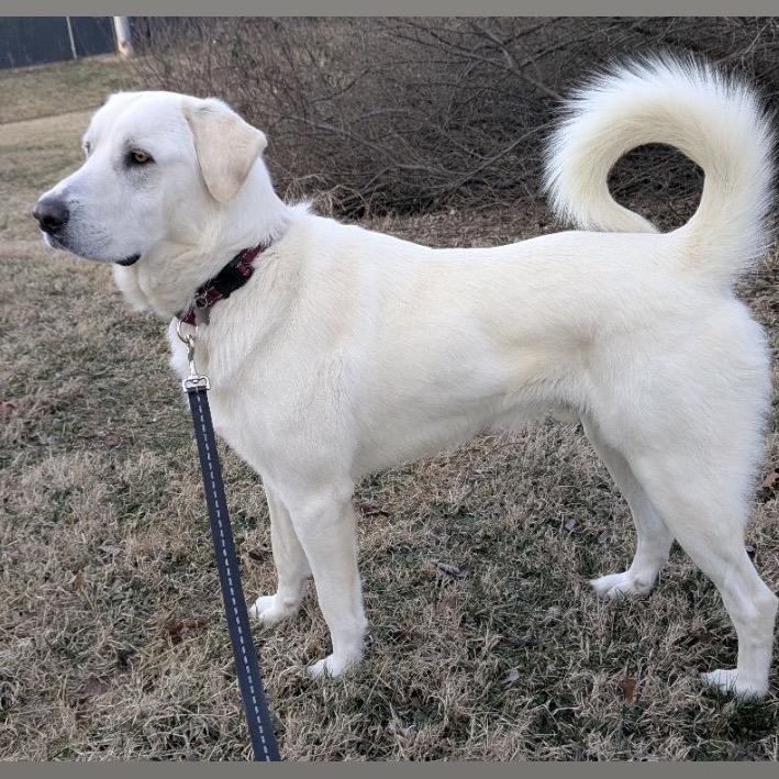 Bear, a Adoptable Labrador Retriever in La Grange, KY image 2/6