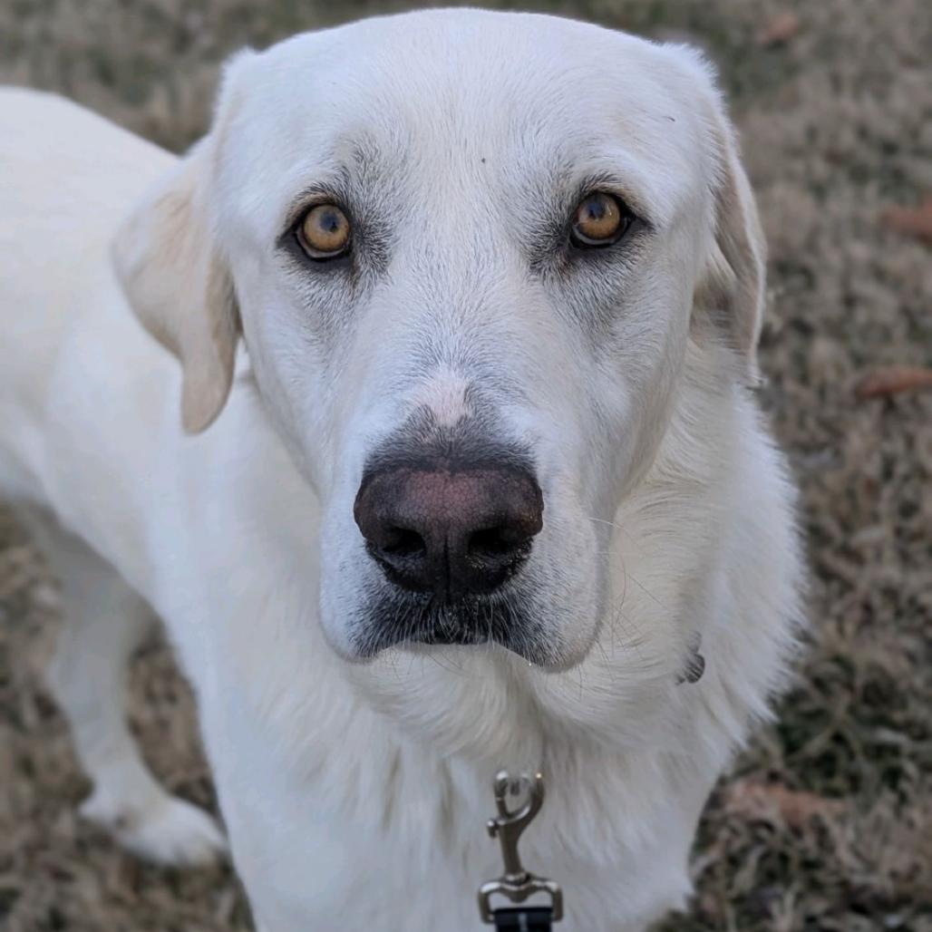 Bear, Adoptable, Adult Male Labrador Retriever.