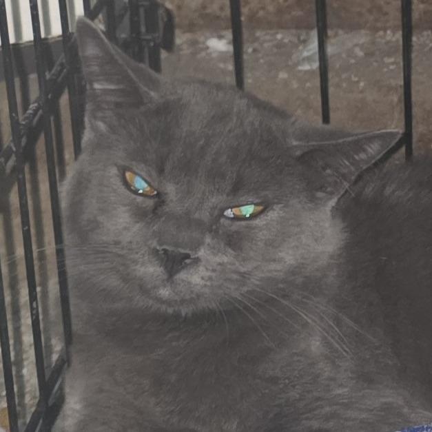 Slate, Adoptable, Kitten Male Domestic Short Hair & Russian Blue.