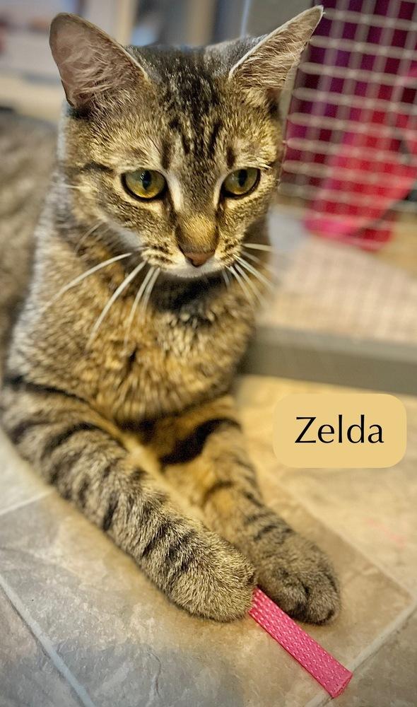 Zelda, Adoptable, Young Female Tabby.