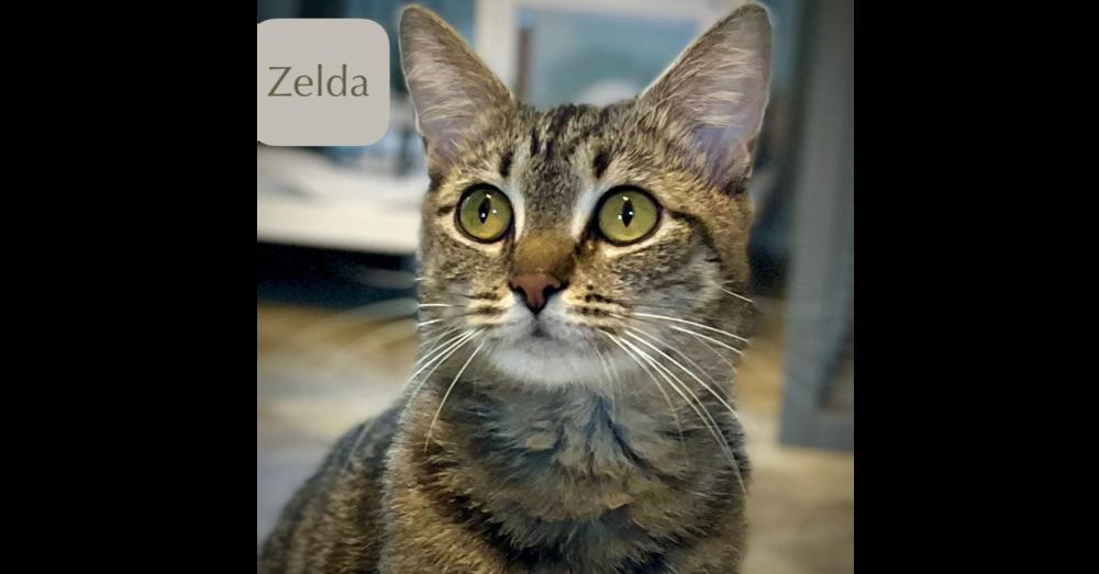 Enlarge Zelda, a Adoptable Tabby in Chalfont, PA image 5/6