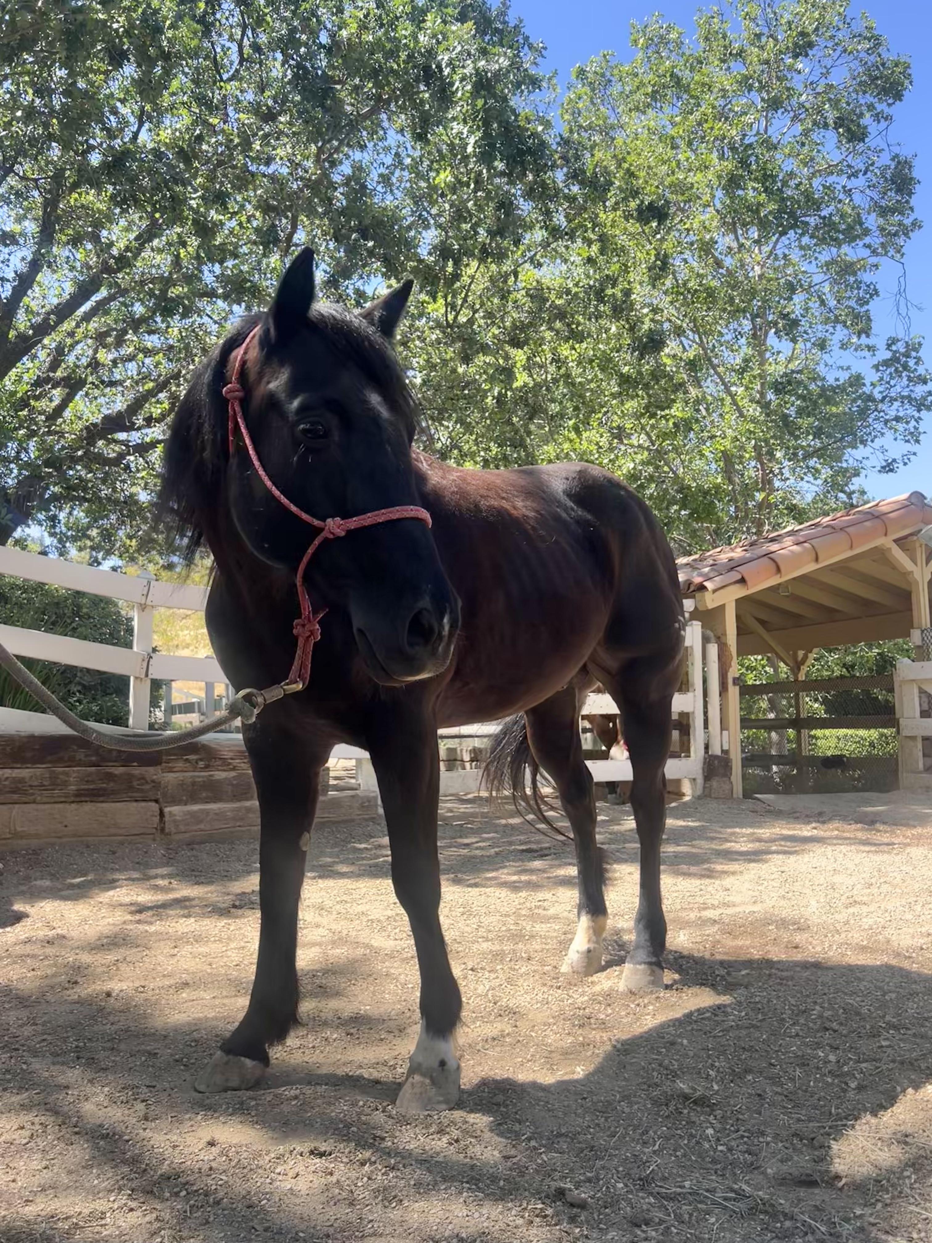Enlarge Stryker, a ADOPTABLE Quarterhorse in Sylmar, CA image 3/6