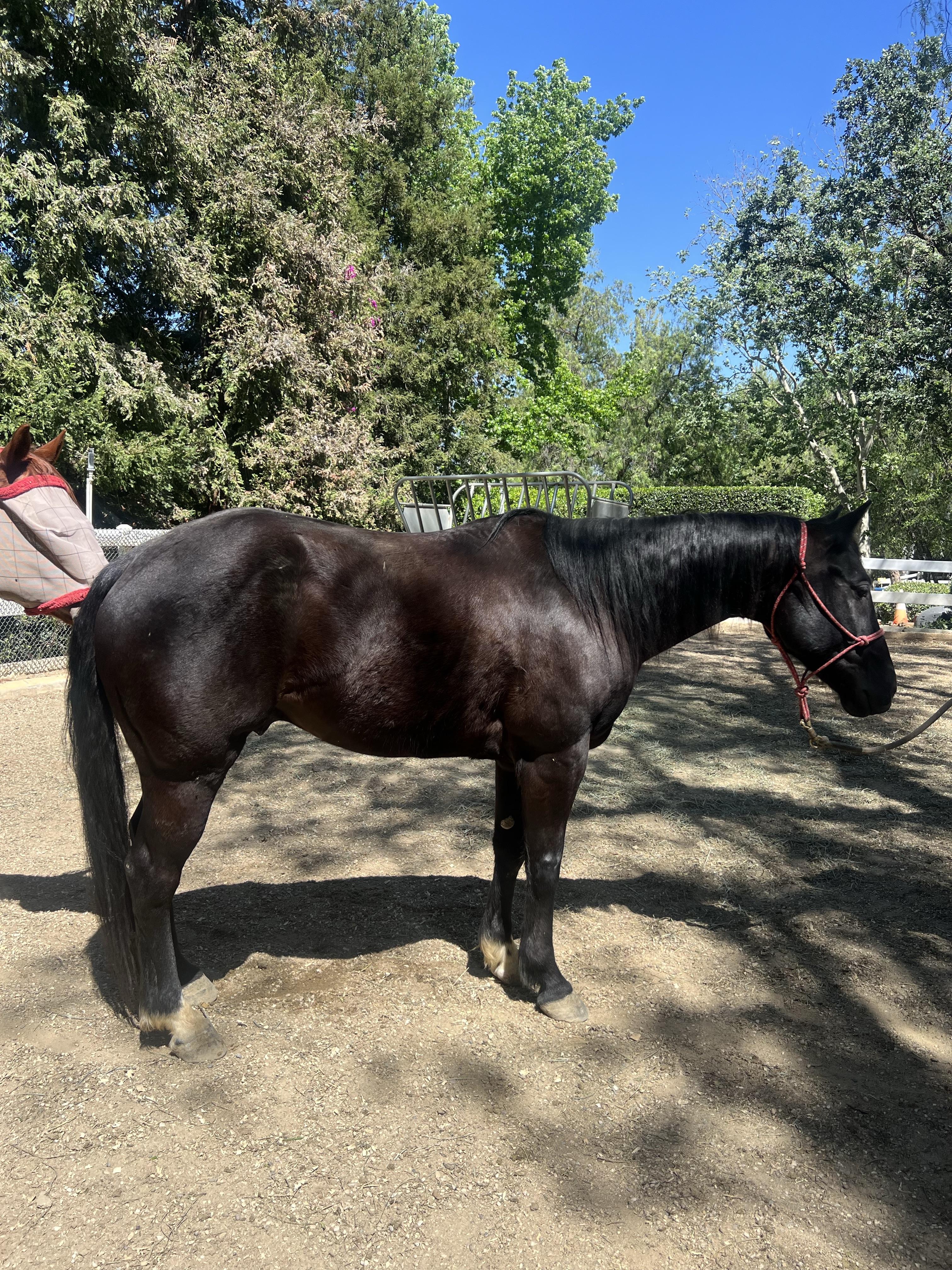 Stryker, ADOPTABLE, Adult Male Quarterhorse.