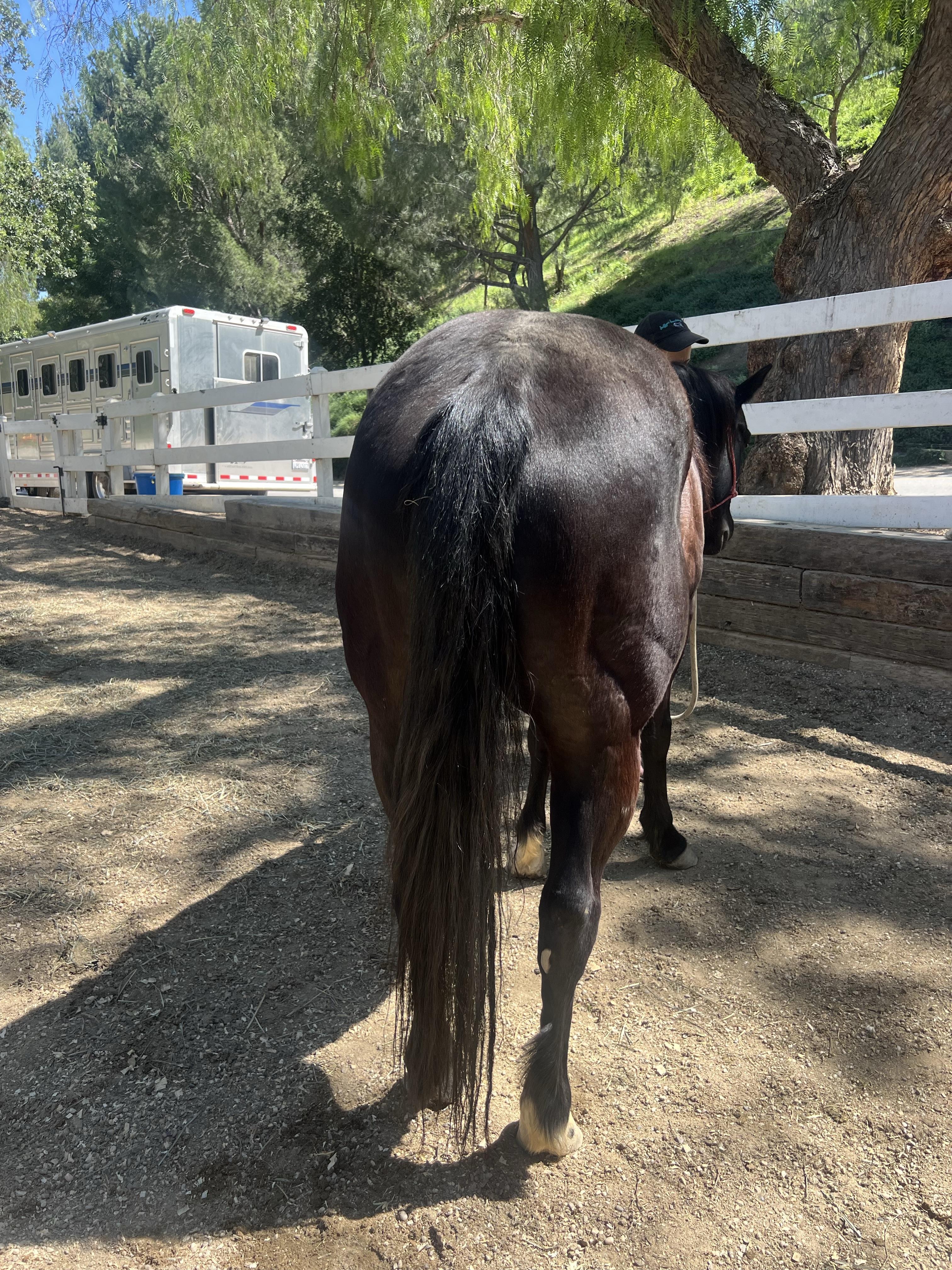 Enlarge Stryker, a ADOPTABLE Quarterhorse in Sylmar, CA image 5/6