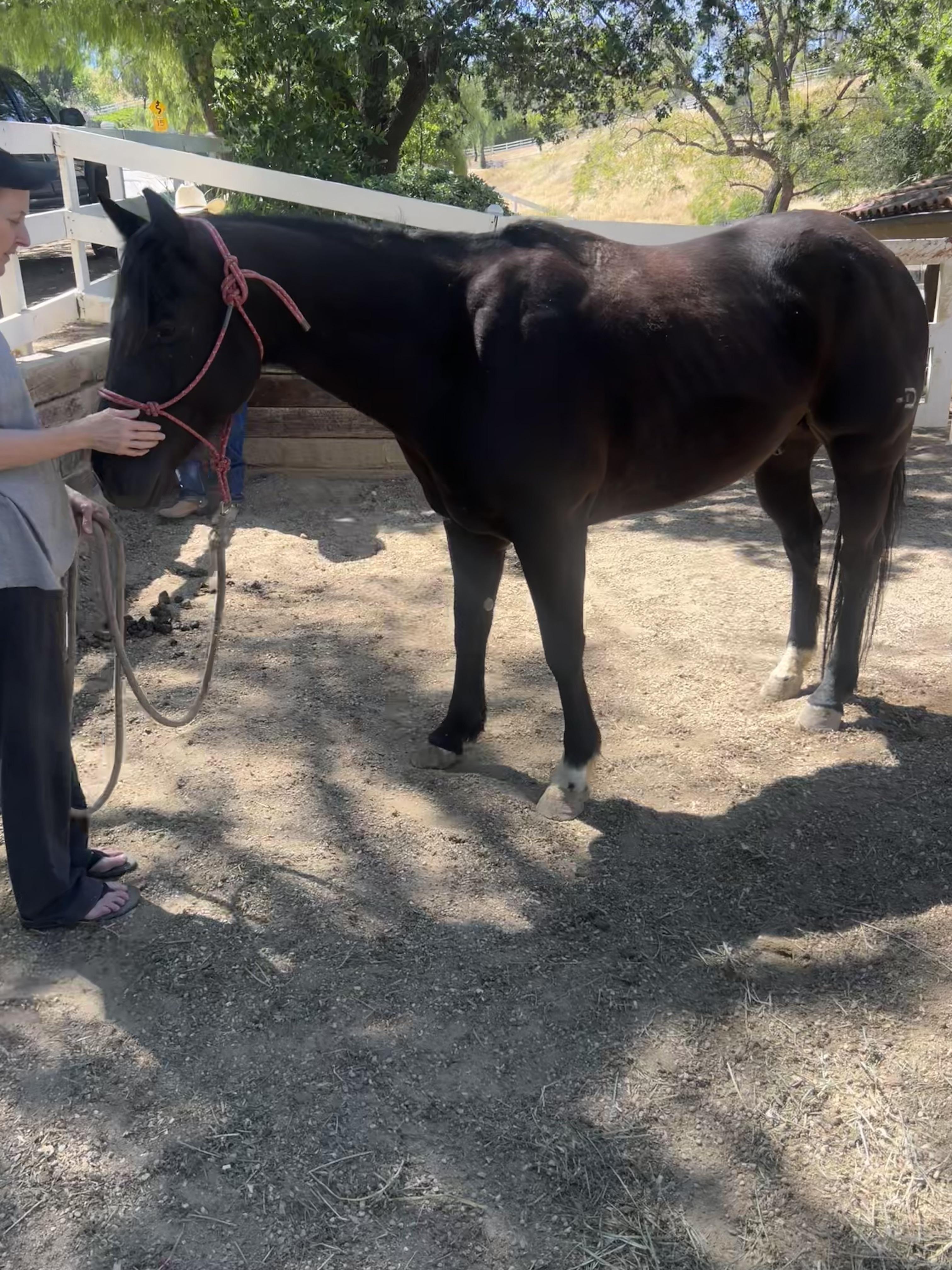 Enlarge Stryker, a ADOPTABLE Quarterhorse in Sylmar, CA image 4/6
