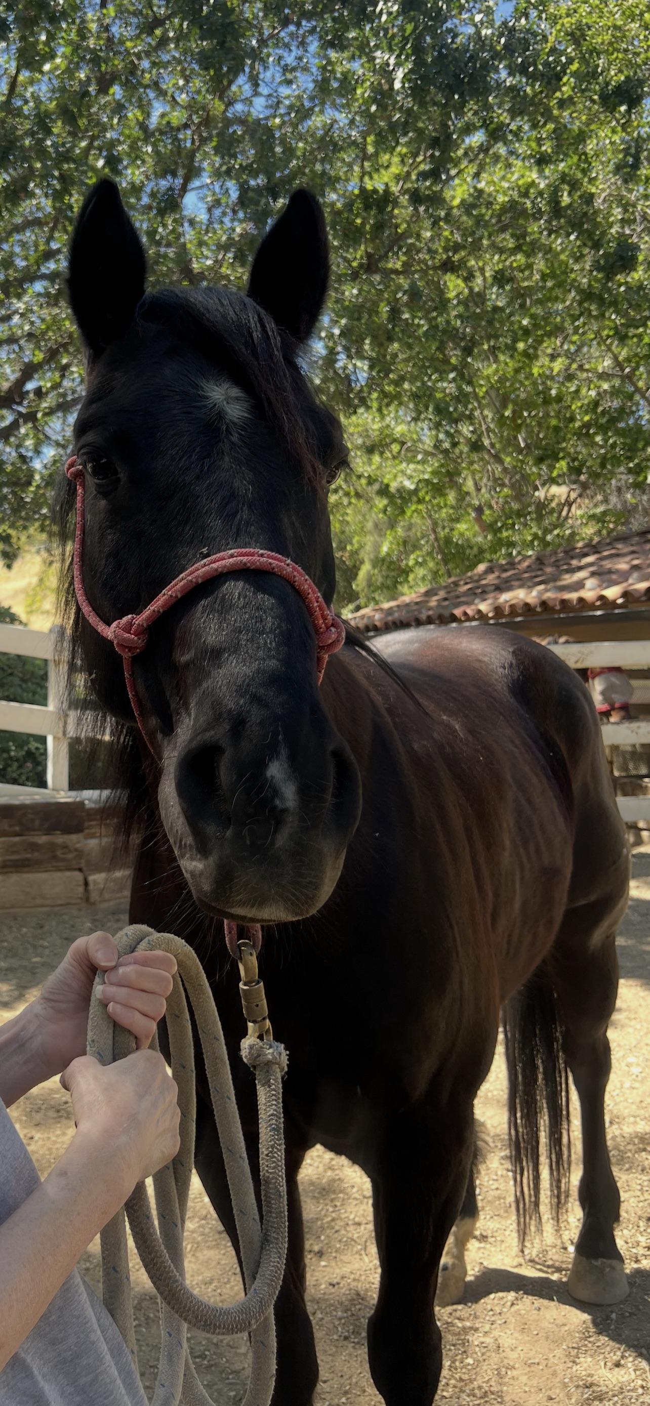 Enlarge Stryker, a ADOPTABLE Quarterhorse in Sylmar, CA image 2/6