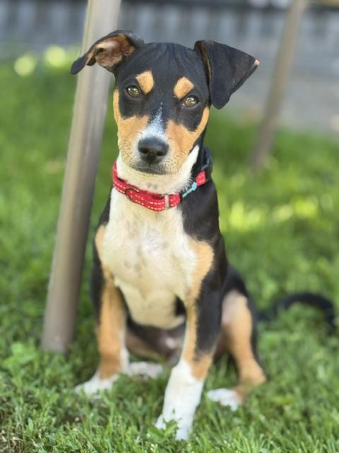 Enlarge Abby, an adopted mixed breed in Albany, NY image 3/6
