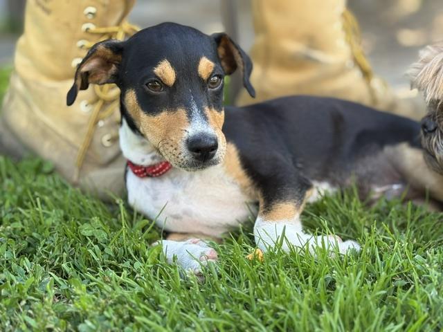 Enlarge Abby, an adopted mixed breed in Albany, NY image 4/6