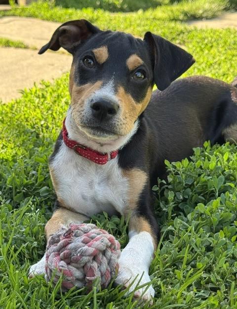 Enlarge Abby, an adopted mixed breed in Albany, NY image 2/6