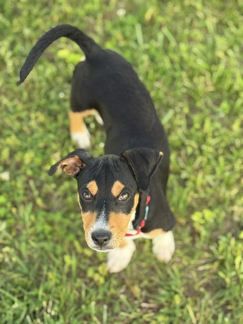 Enlarge Abby, an adopted mixed breed in Albany, NY image 5/6