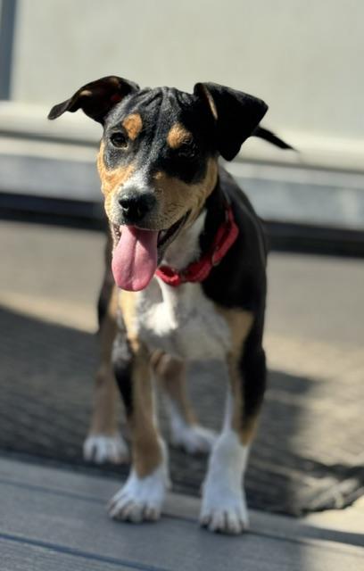 Enlarge Abby, an adopted mixed breed in Albany, NY image 6/6