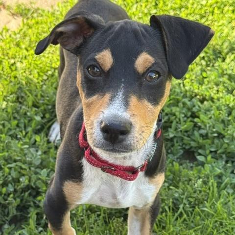 Abby, adopted, Puppy Male Chihuahua & Terrier.