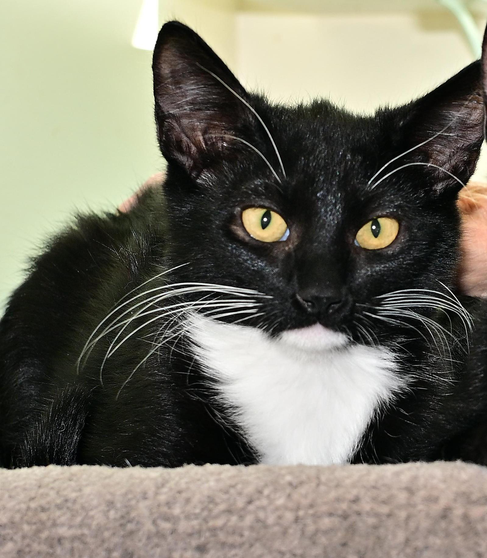 Finn, Adoptable, Young Male Domestic Short Hair.