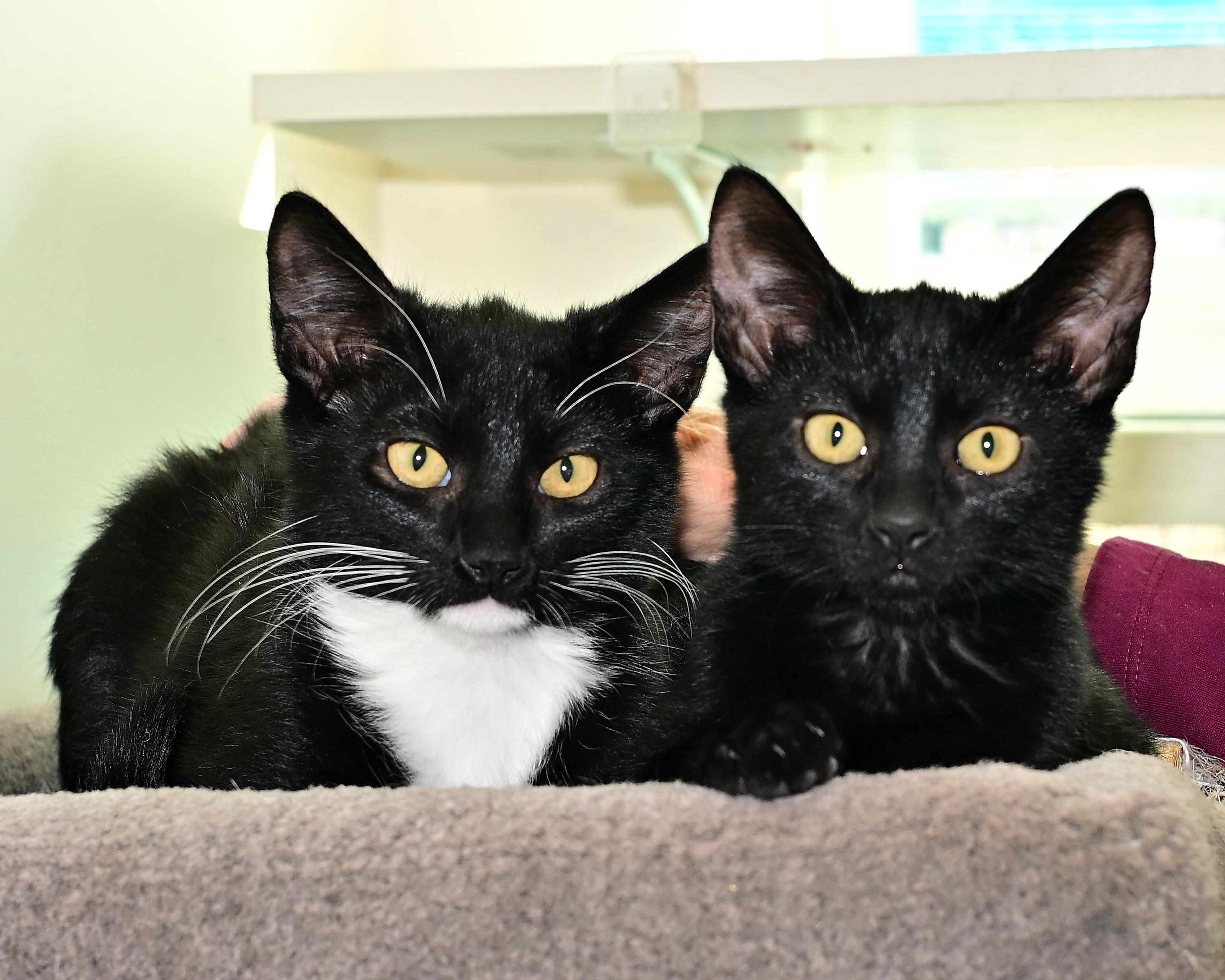 Enlarge Finn and Folly, a Adoptable Domestic Short Hair in Corrales, NM image 1/1