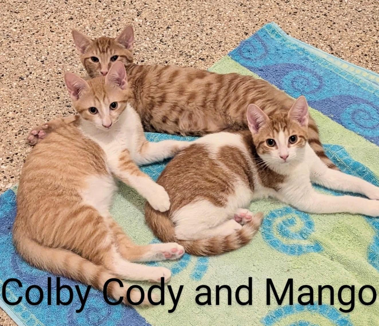 Buffy, Mango, Colby and Lola