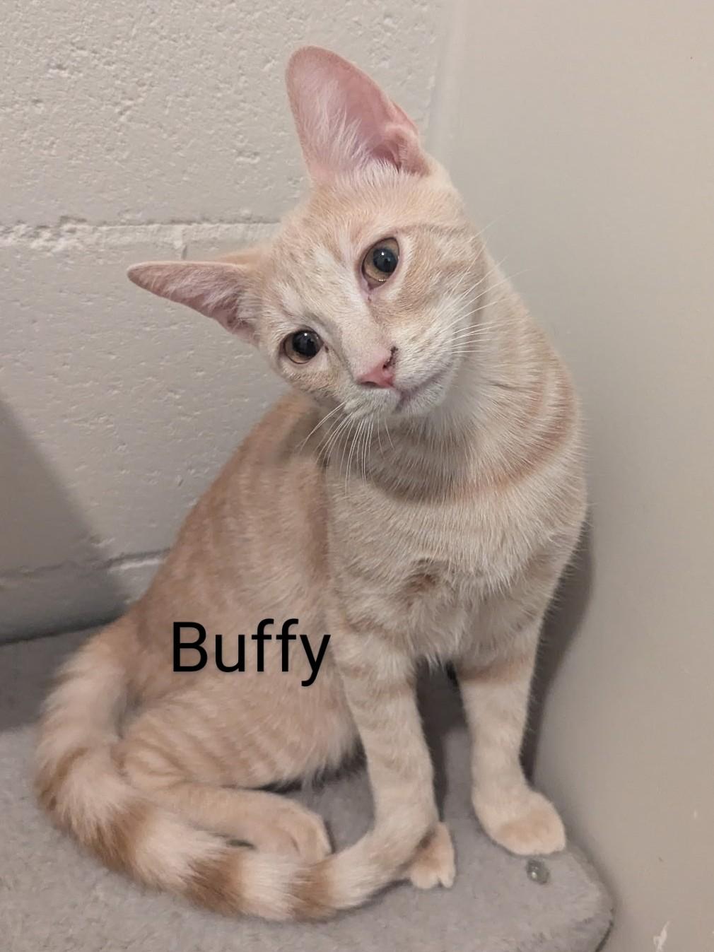 Enlarge Buffy, a Adoptable Domestic Short Hair image 2/2