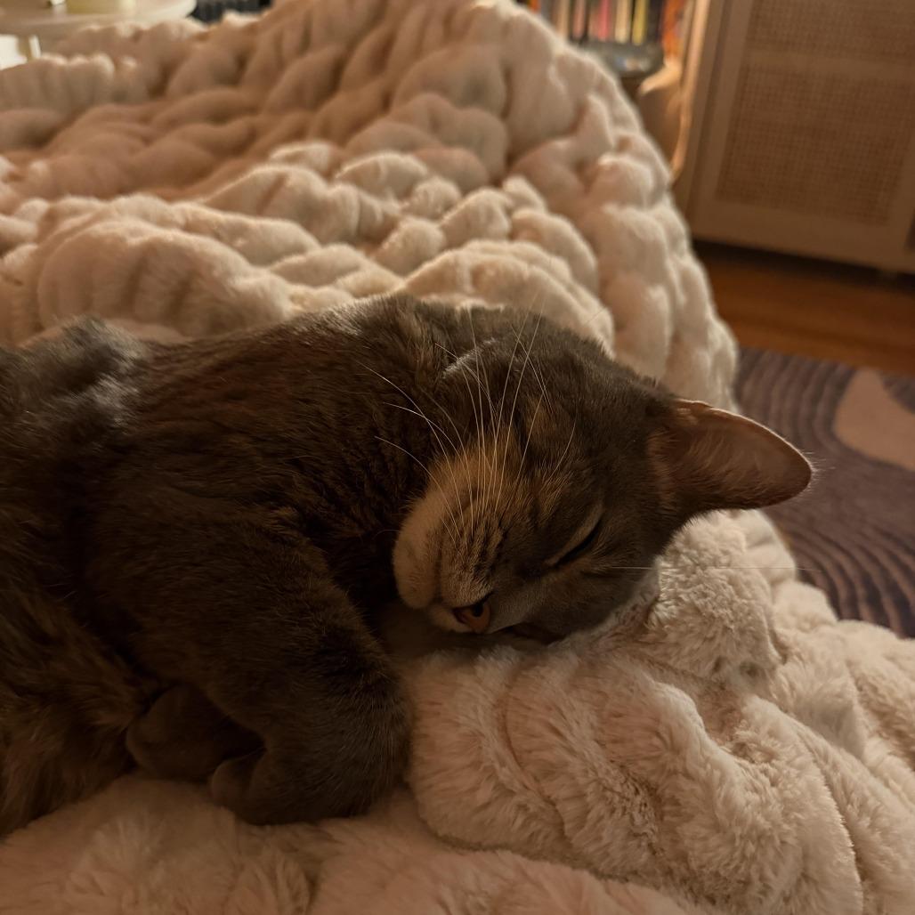 Myrtle, Adoptable, Adult Male Domestic Short Hair.