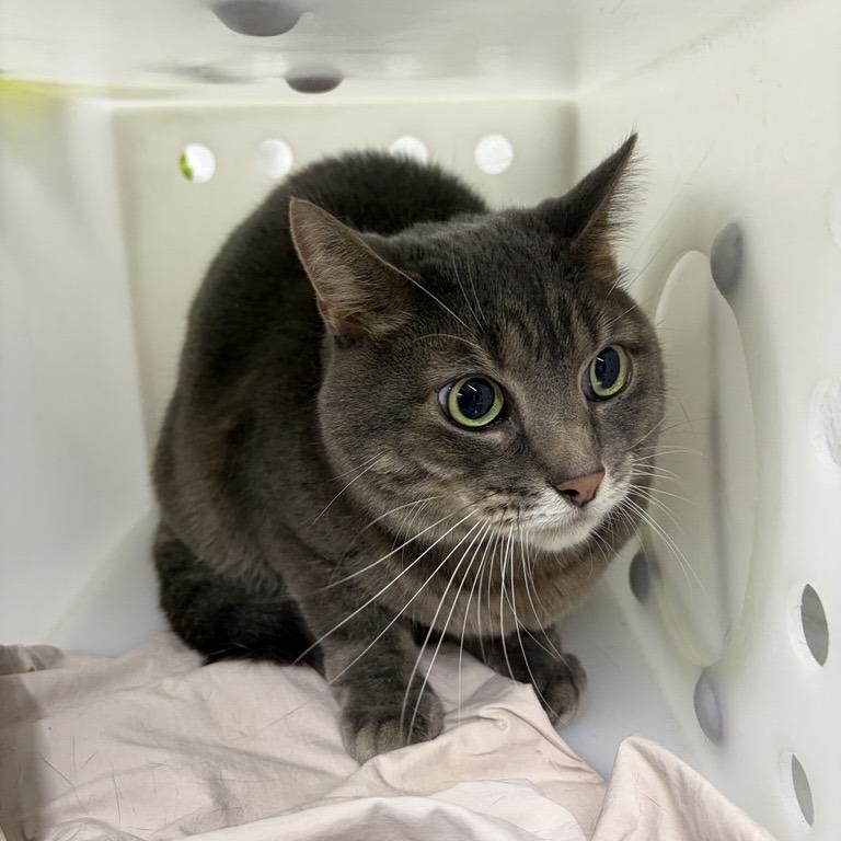 Enlarge Myrtle, a Adoptable Domestic Short Hair in New York, NY image 2/6
