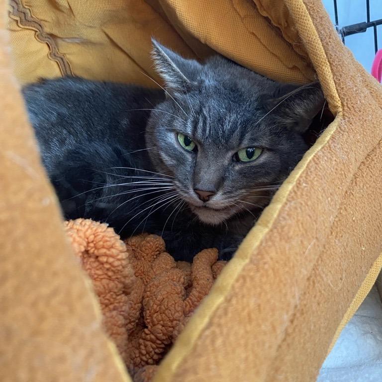 Enlarge Myrtle, a Adoptable Domestic Short Hair in New York, NY image 3/6