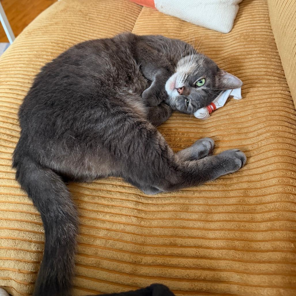 Enlarge Myrtle, a Adoptable Domestic Short Hair in New York, NY image 4/6