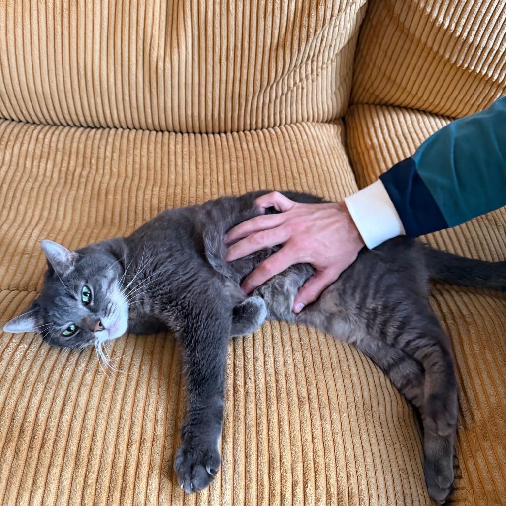 Enlarge Myrtle, a Adoptable Domestic Short Hair in New York, NY image 5/6