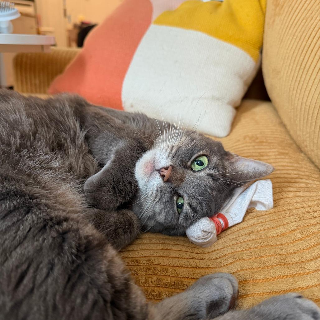 Enlarge Myrtle, a Adoptable Domestic Short Hair in New York, NY image 6/6