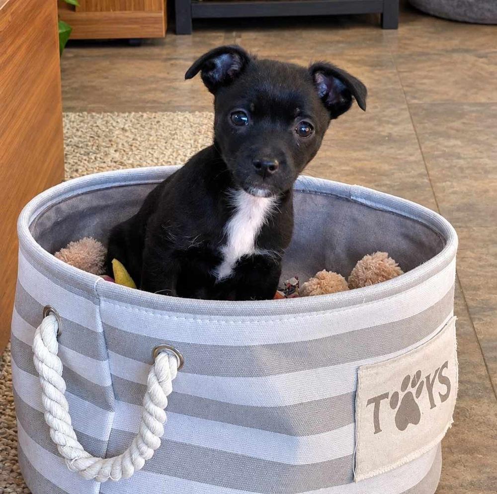 Chewy, Adoptable, Puppy Male Mixed Breed.