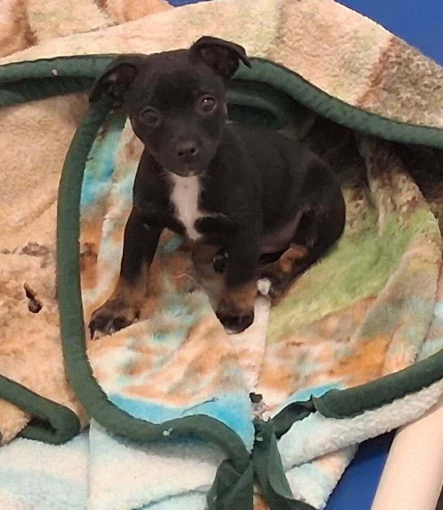 Chewy, Adoptable, Puppy Male Mixed Breed.