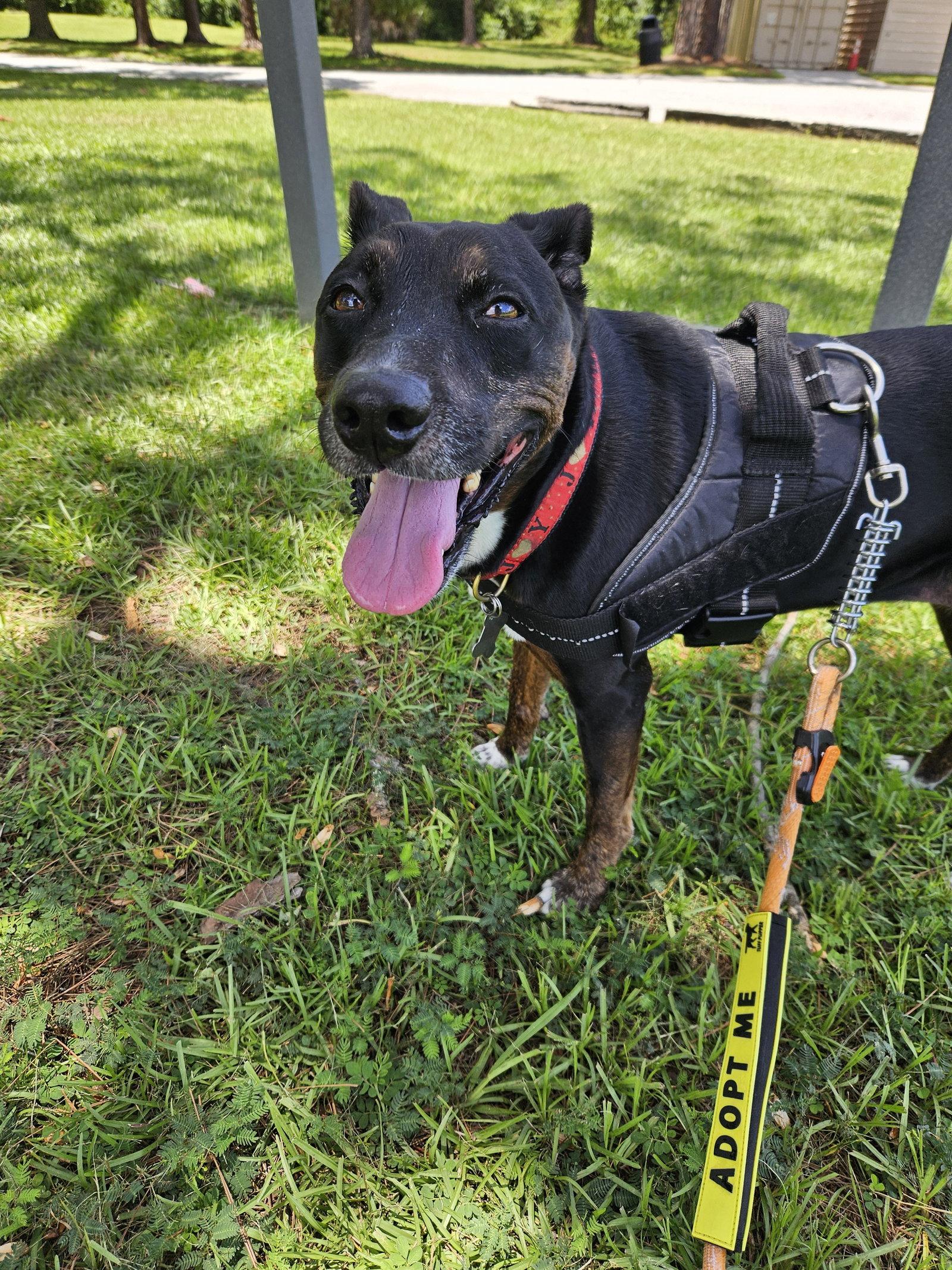 Stella FKA Judie - TRAINING CAMP, Adoptable, Senior Female Terrier.