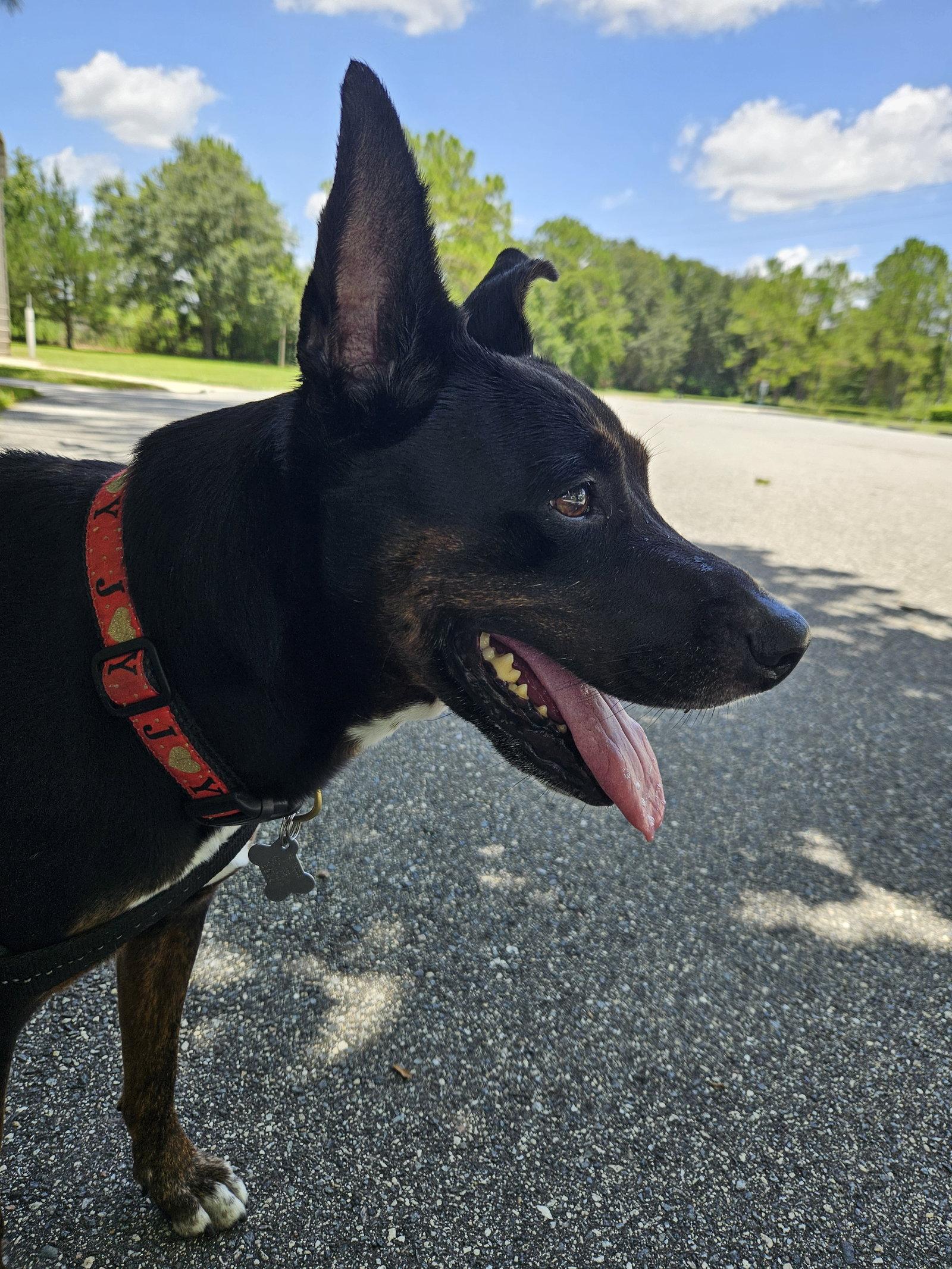 Enlarge Stella FKA Judie - TRAINING CAMP, a Adoptable Terrier in Sanford, FL image 2/3