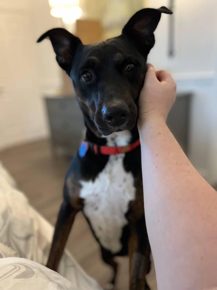 Enlarge Stella FKA Judie - TRAINING CAMP, a Adoptable Terrier in Sanford, FL image 3/3