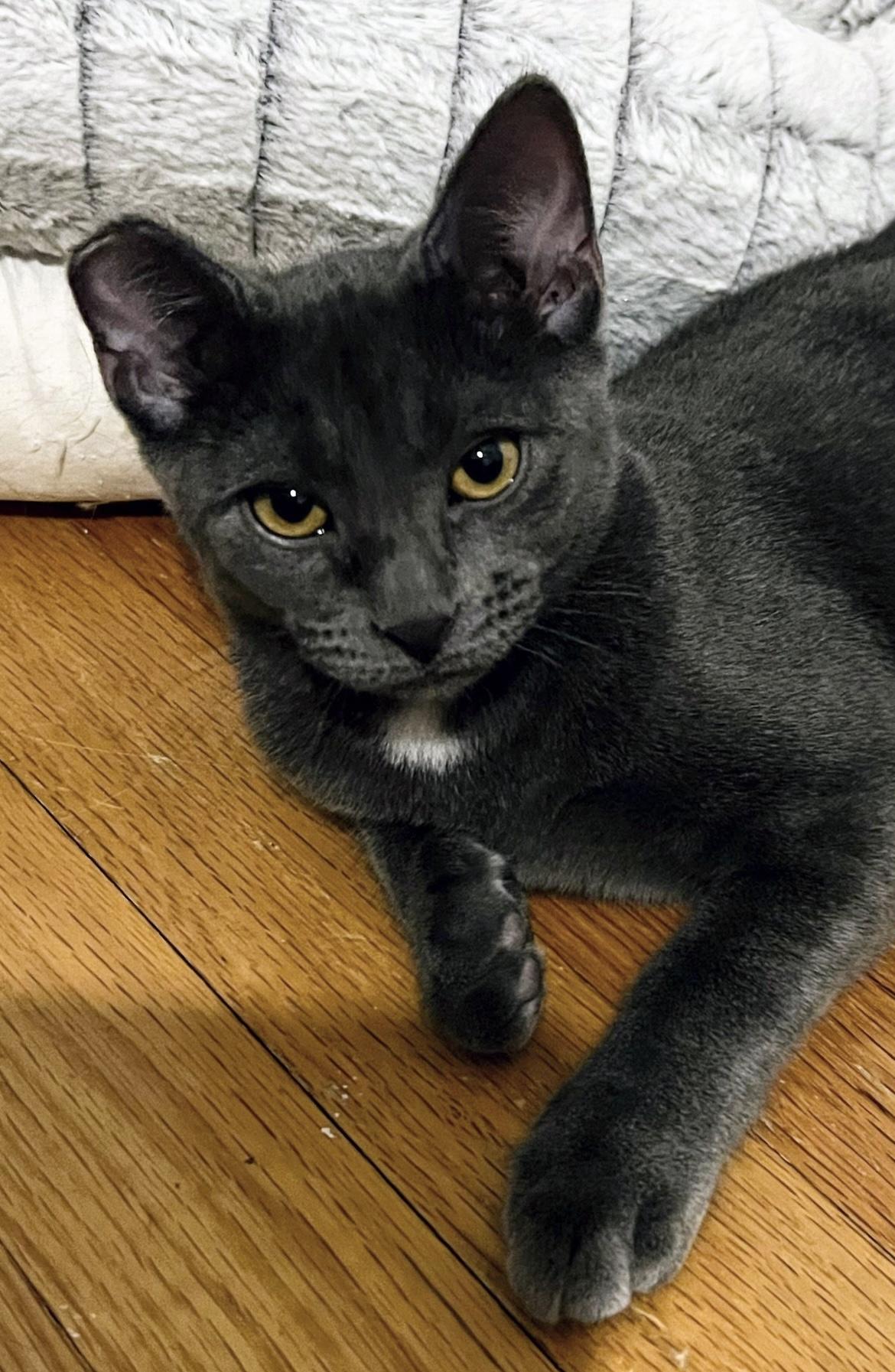 Enlarge Maple, a ADOPTABLE mixed breed in Allentown, NJ image 3/5