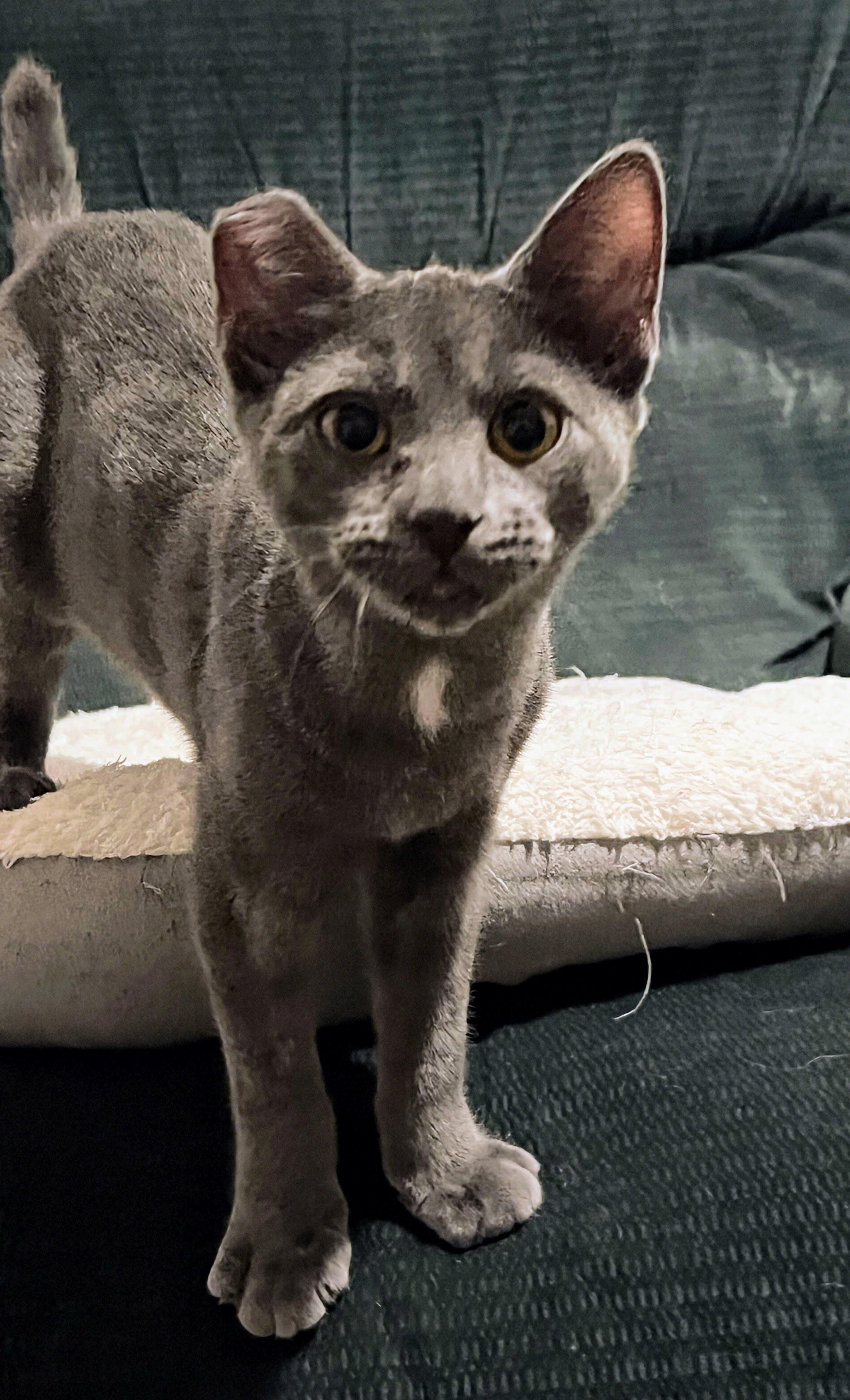 Enlarge Maple, a ADOPTABLE mixed breed in Allentown, NJ image 2/5