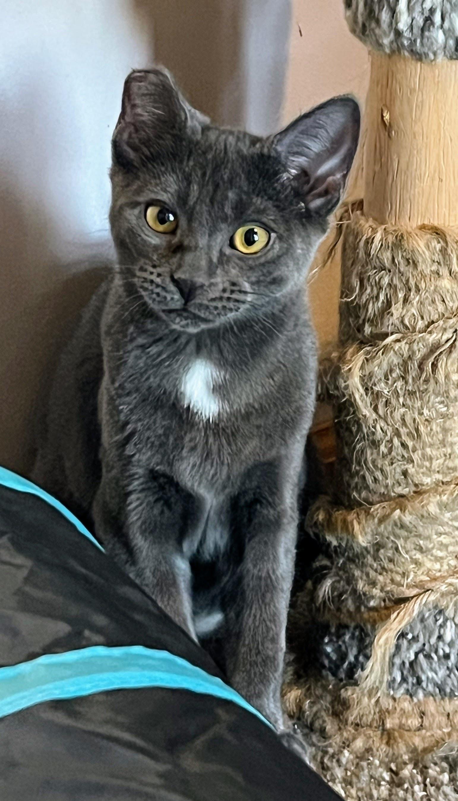 Enlarge Maple, a ADOPTABLE mixed breed in Allentown, NJ image 1/5