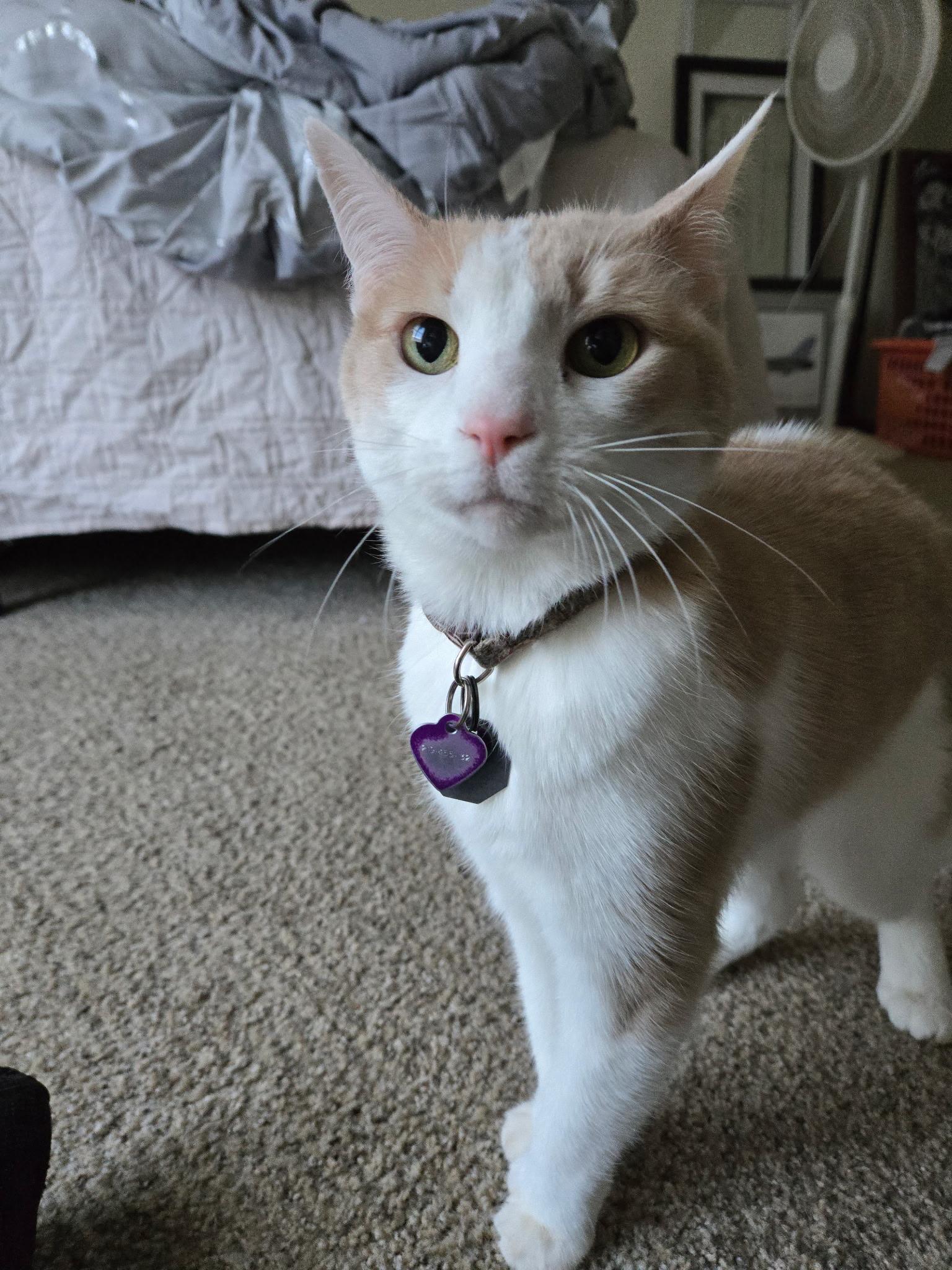 Sita, a ADOPTABLE Domestic Short Hair in Tuttle, OK image 1/2