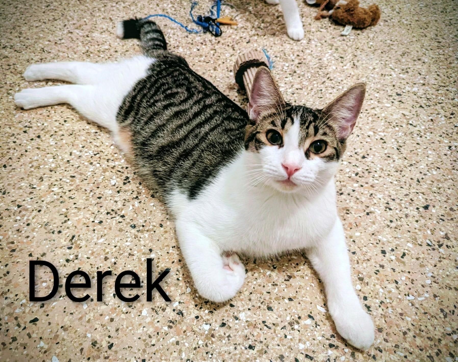 Enlarge Derek, a Adoptable Domestic Short Hair in Fort Myers Beach, FL image 1/1