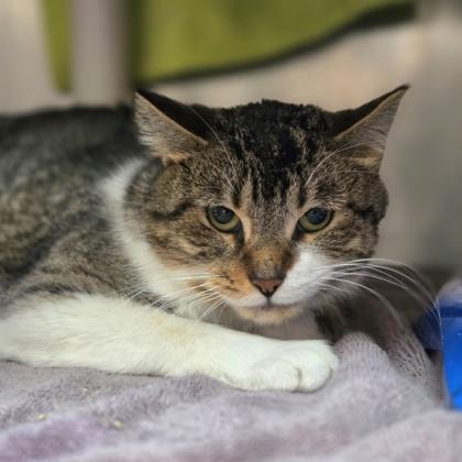 Yoohoo, Adoptable, Adult Male Domestic Short Hair & Domestic Short Hair.