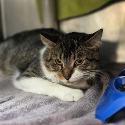 Enlarge Yoohoo, a Adoptable mixed breed in Westland, MI image 2/2