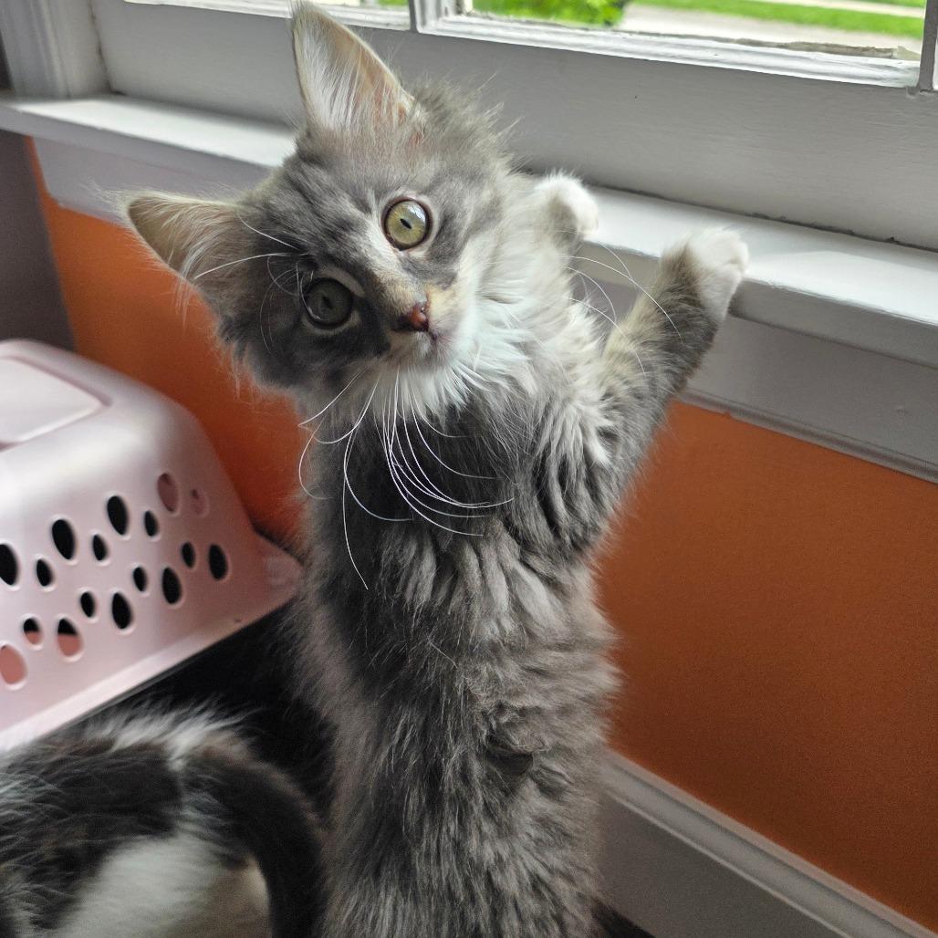 Nesta, Adoptable, Kitten Female Domestic Medium Hair.