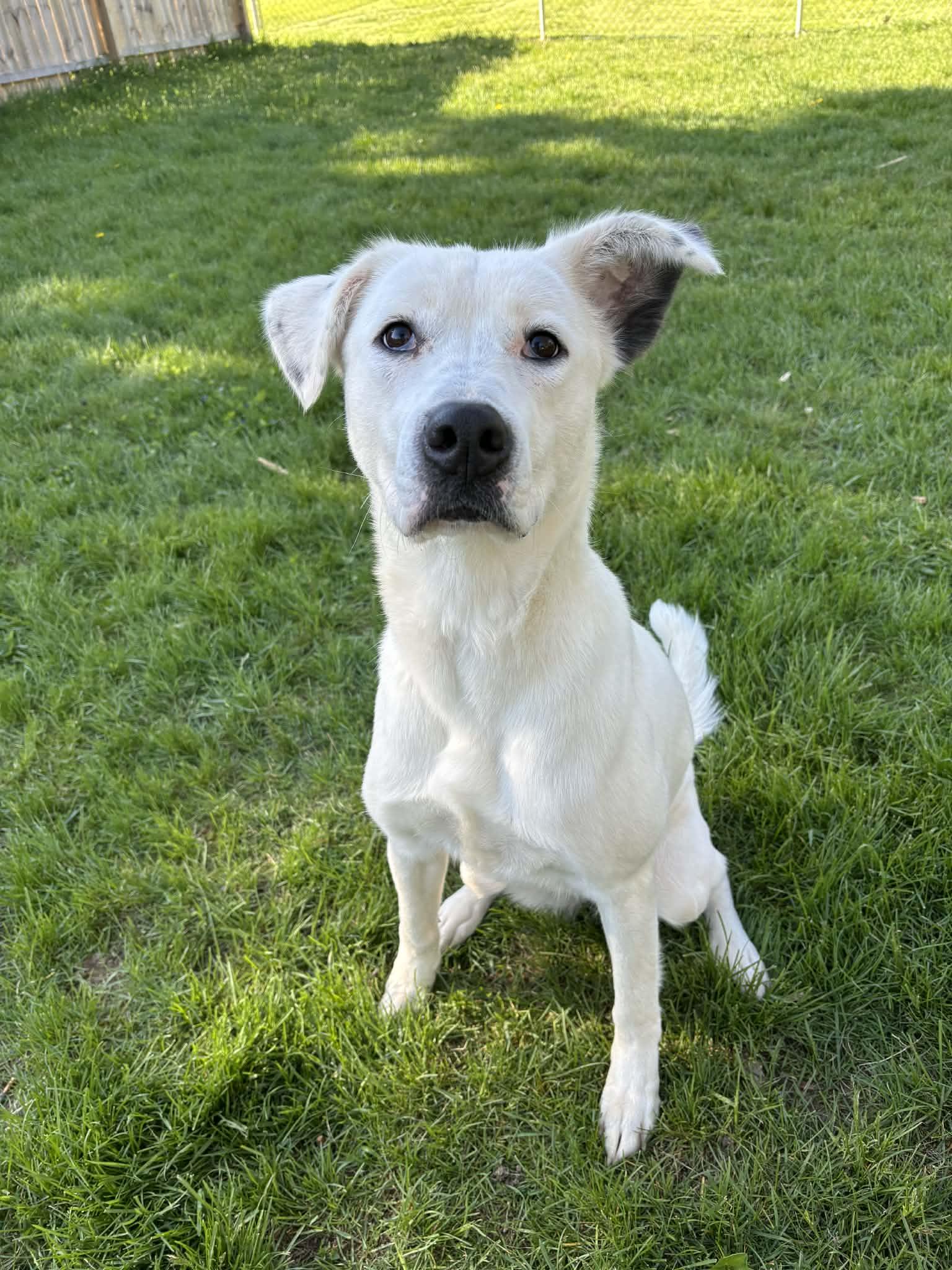 Enlarge Crookshanks, a ADOPTABLE mixed breed in Grand Rapids, MI image 1/3