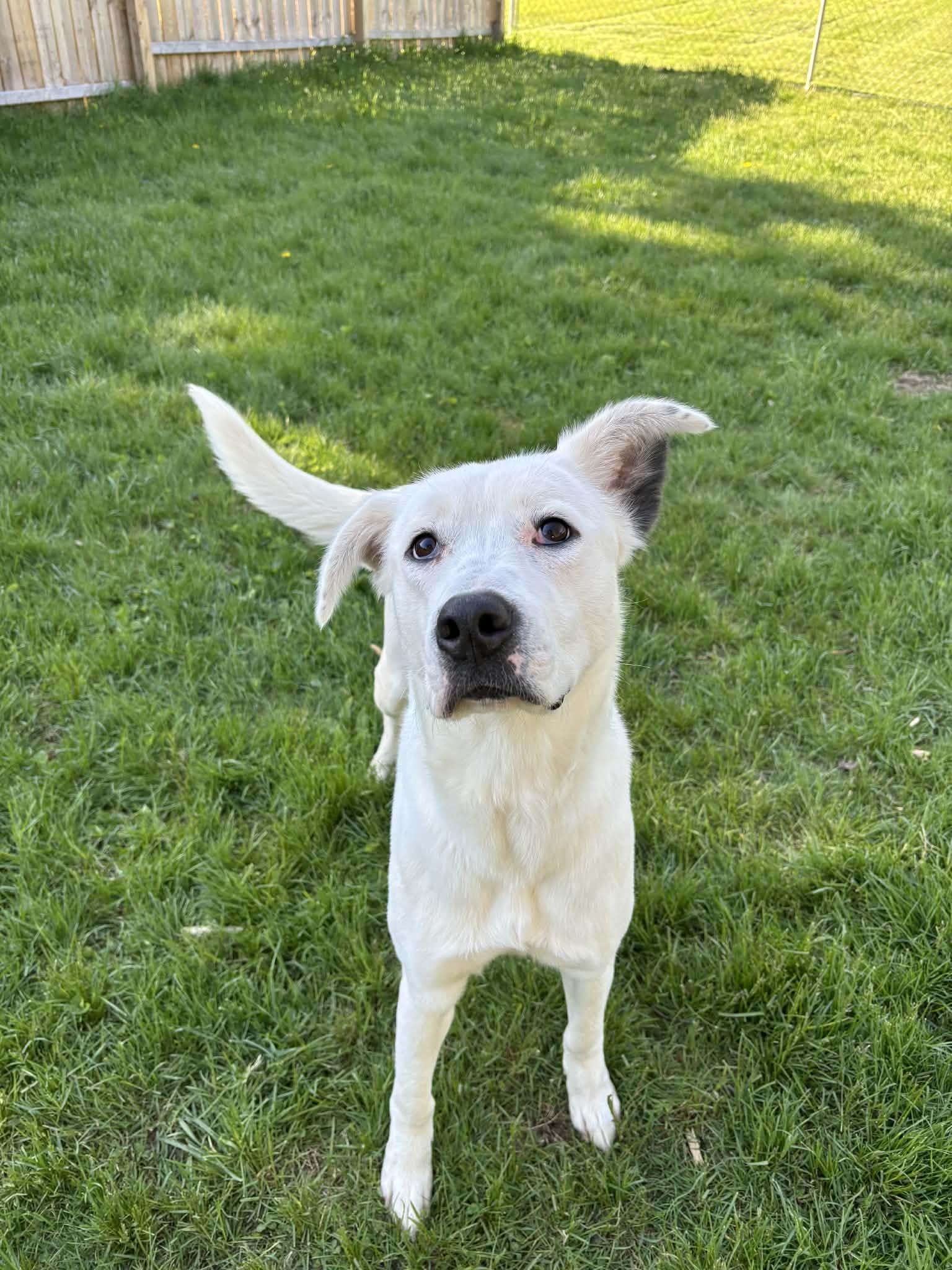Enlarge Crookshanks, a ADOPTABLE mixed breed in Grand Rapids, MI image 2/3