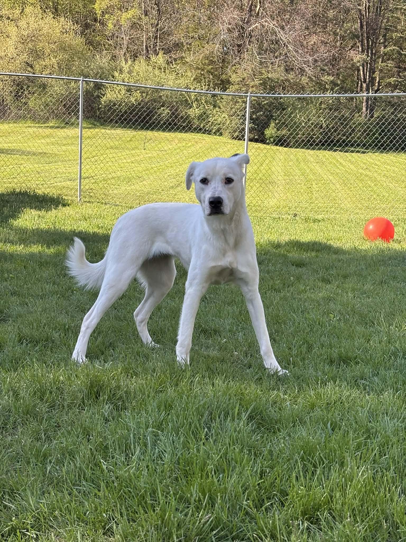 Enlarge Crookshanks, a ADOPTABLE mixed breed in Grand Rapids, MI image 3/3